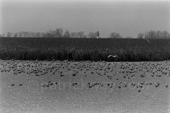 DSC_0168.tif