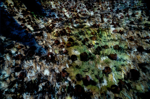 00037.tif