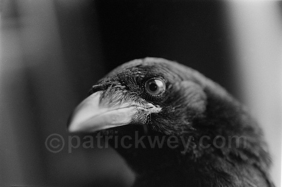 DSC_9674.jpg