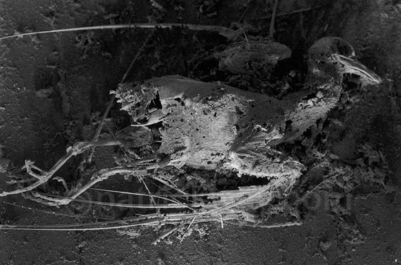 DSC_0106-2.jpg