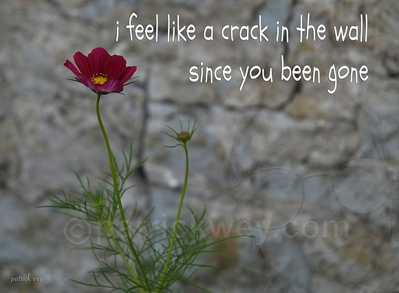 flowercrack.jpg