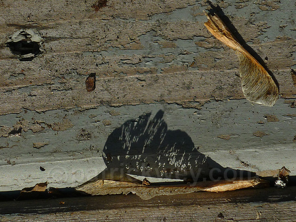 P1020465.jpg