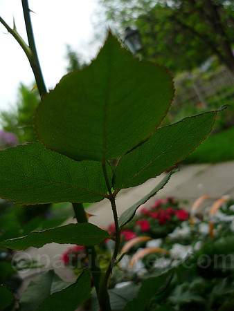 P1030063.jpg