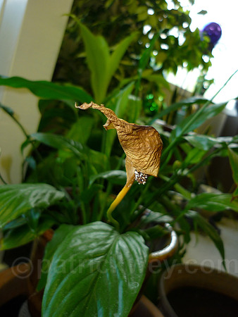 P1030038.jpg