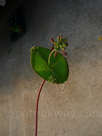 P1020992.jpg