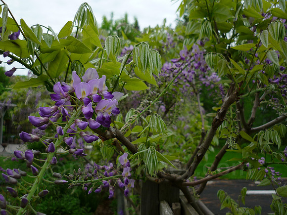 P1030109.jpg