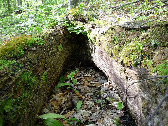 P1020871.jpg