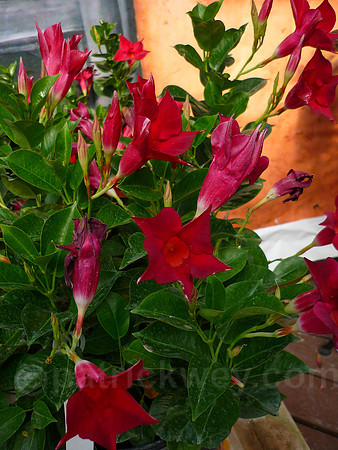 P1030031.jpg