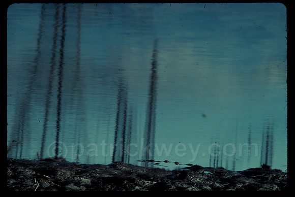 patrick wey puddle