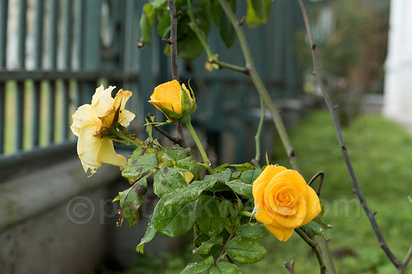 P1110956-Edit.jpg