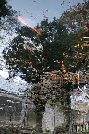 P1120536-Edit.jpg